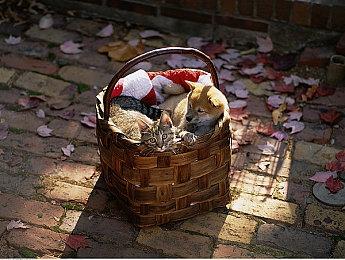 《光与影：33号远征队》原声音乐以免费DLC形式发布